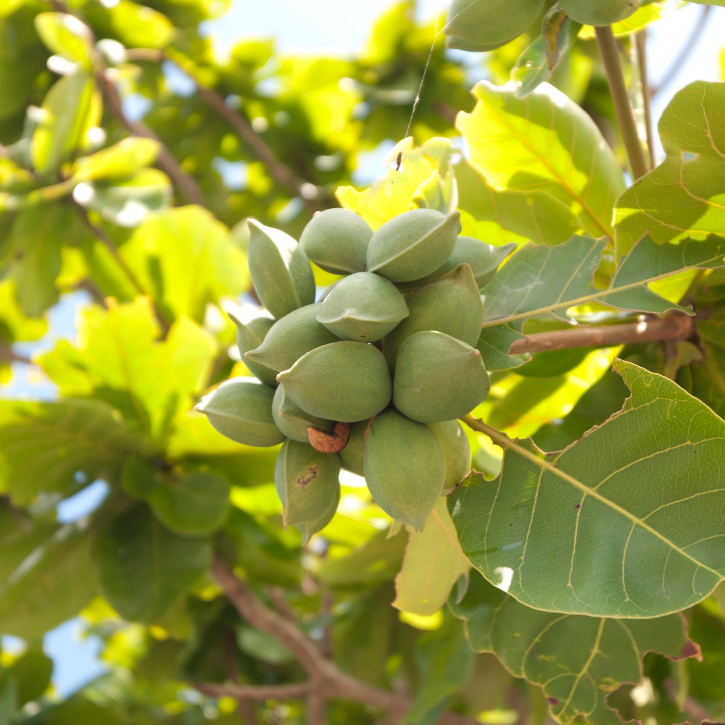 Frisch gebrannte Matcha Chia Mandeln 🍵🍃 100g|200g|500g|1000g