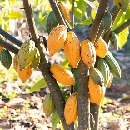 Gebrannte Schoko-Kakao Mandel 100g│200g