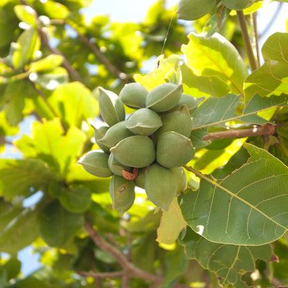 Frisch gebrannte Matcha Chia Mandeln 🍵🍃 100g|200g|500g|1000g